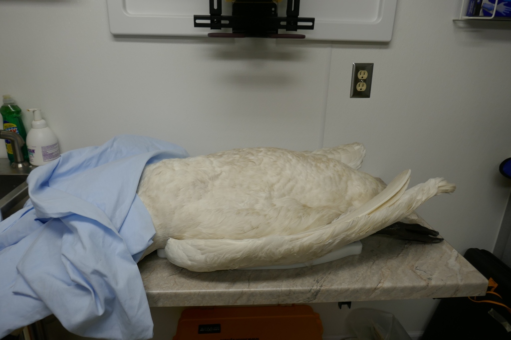 swan lying on x-ray table